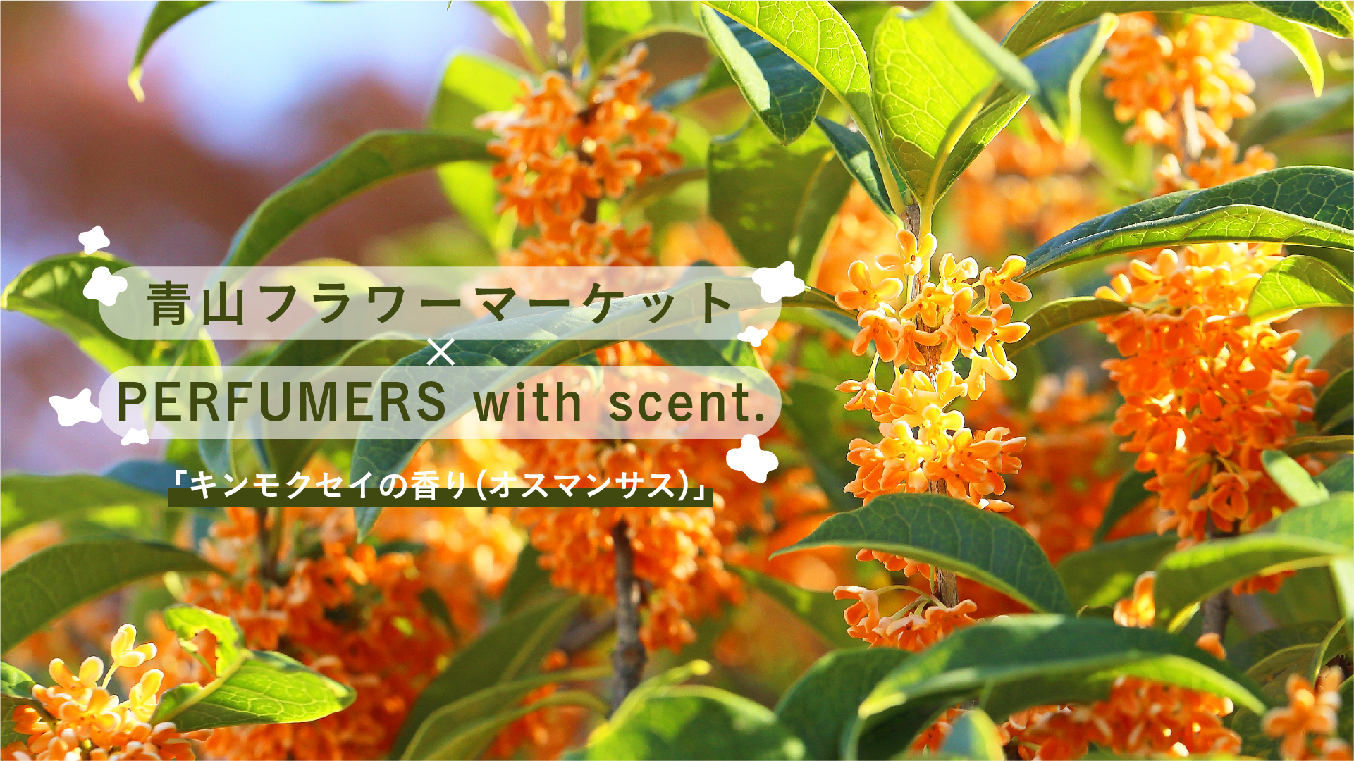 青山フラワーマーケット×PERFUMERS with scent.　「キンモクセイの香り（オスマンサス）」